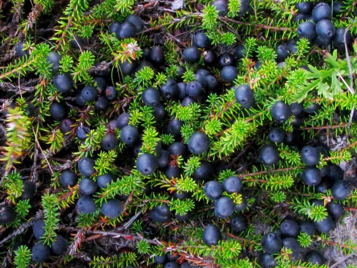 Вороника шикша