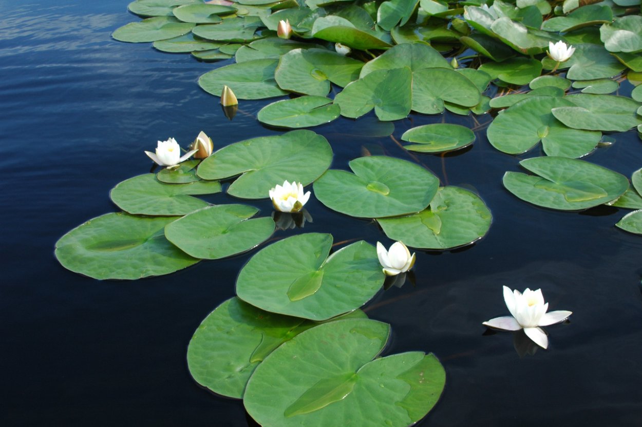 Природный парккодинские озёра