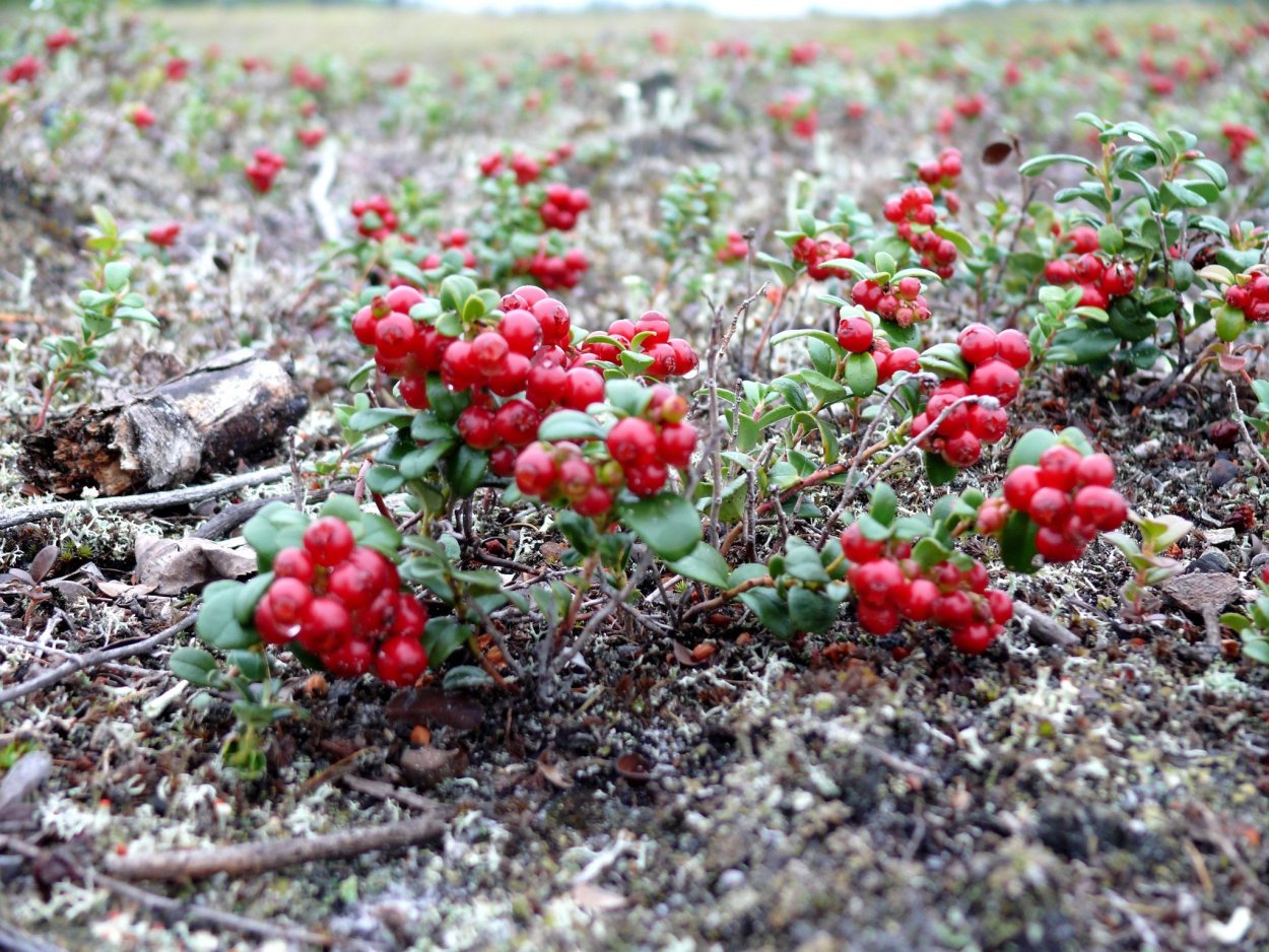 Природный парк Сибирские Увалы Флора