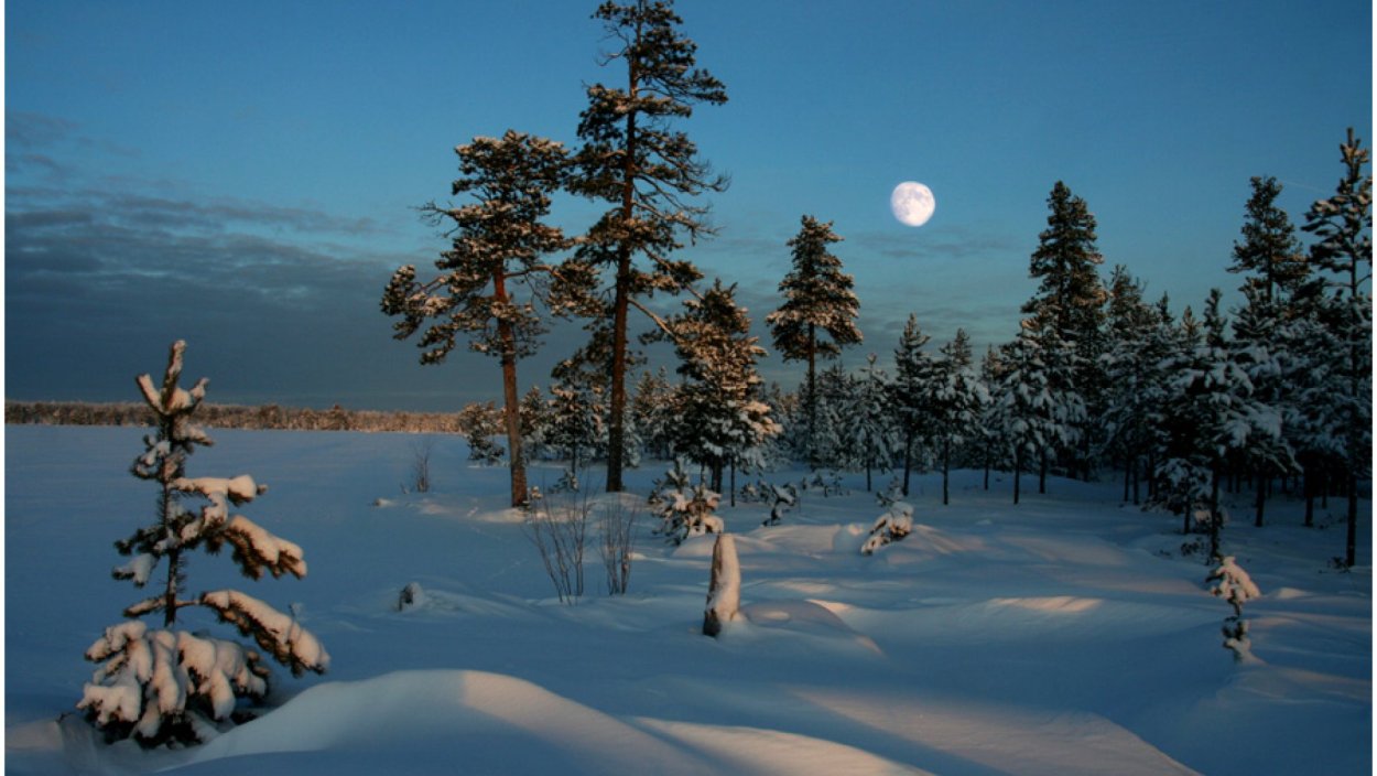 Тайга ХМАО зимой