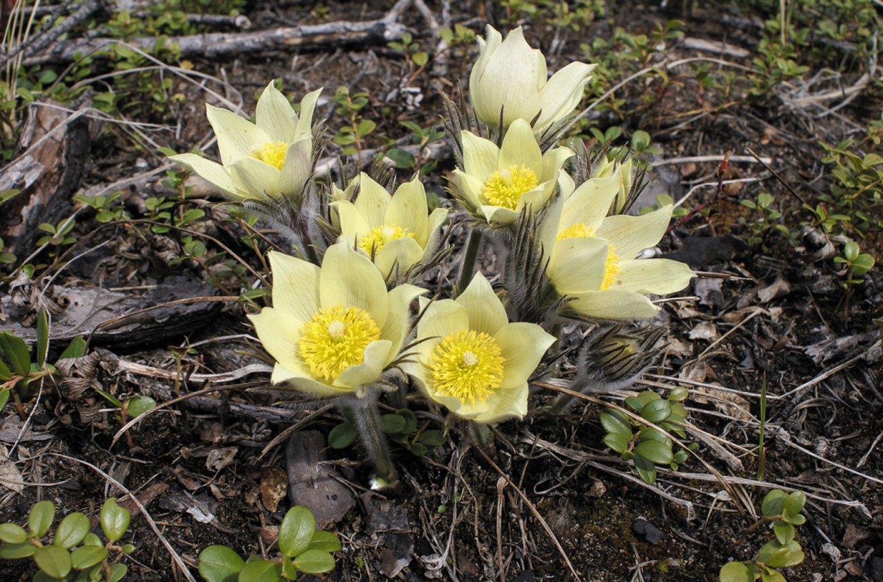 Подснежник Сибирский прострел