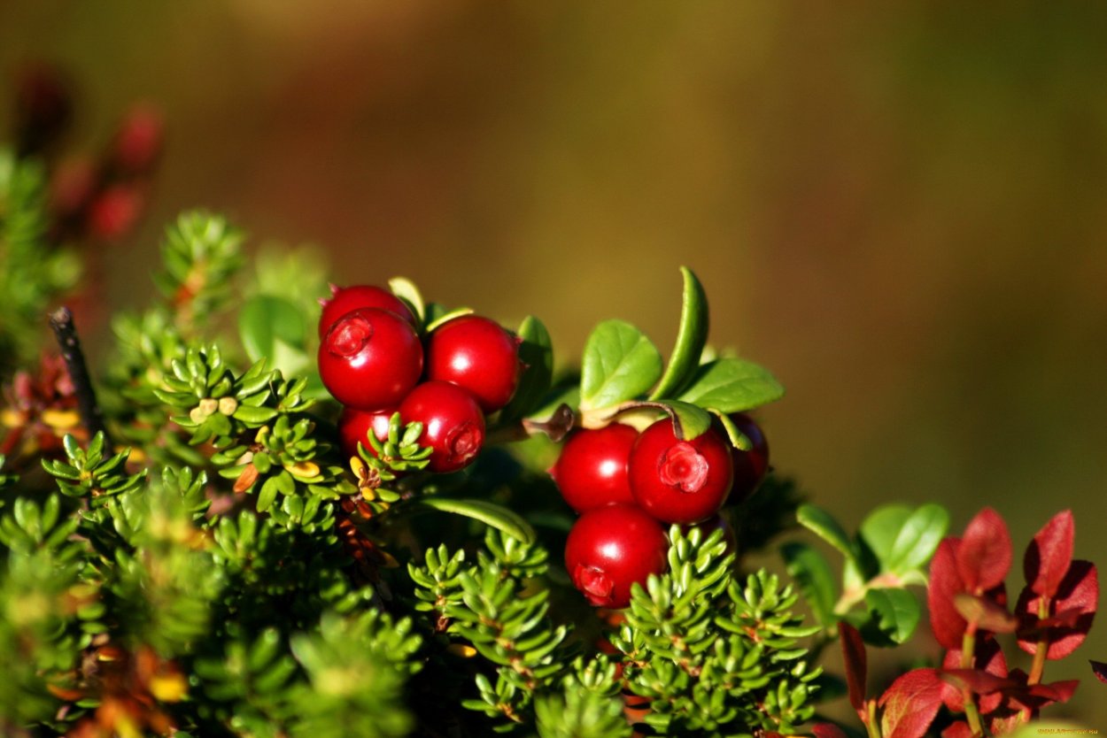 Ягоды брусника и клюква