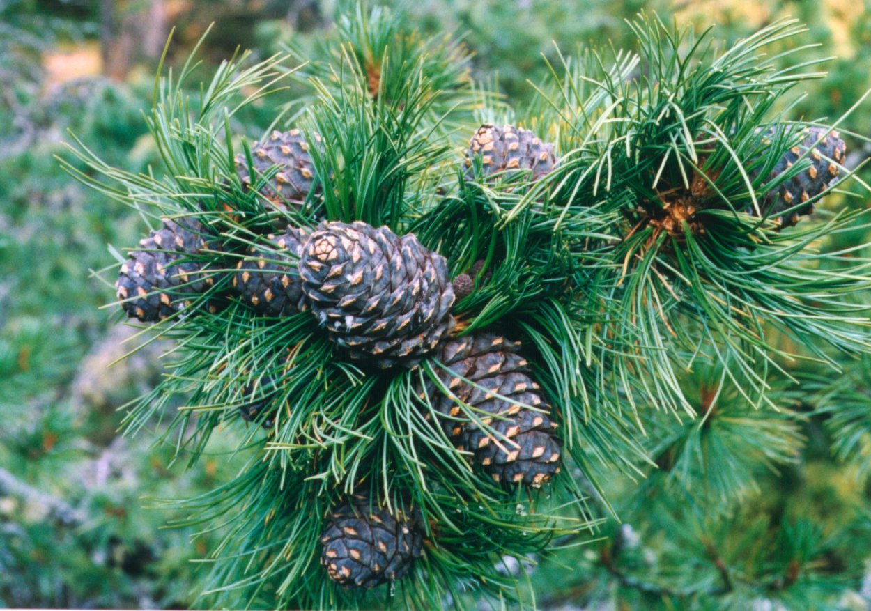 Аляскинский кедр