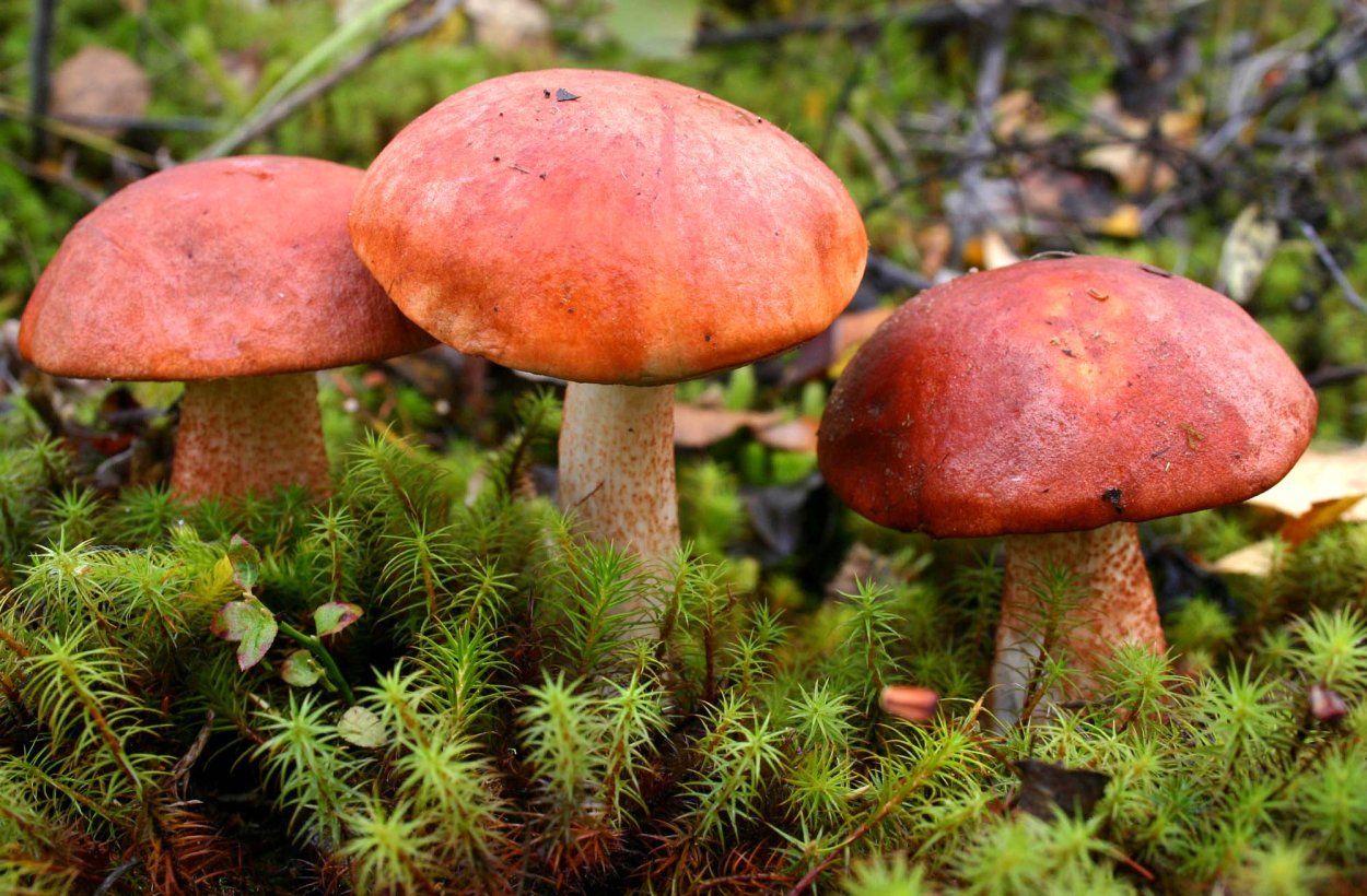 Растительный мир ХМАО Югры грибы