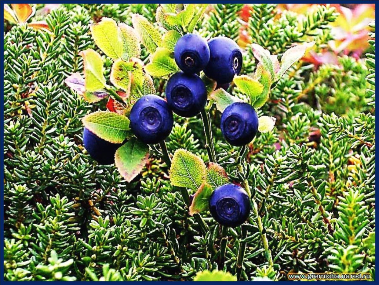 Ягода черника в тундре