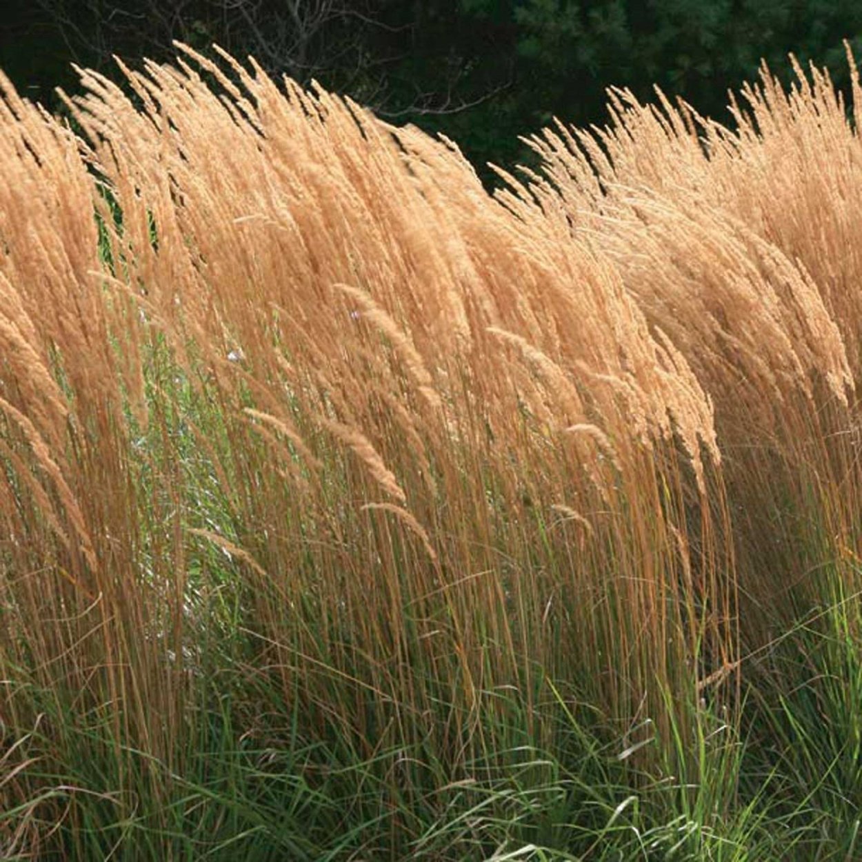 Вейник остроцветковый Карл Форстер