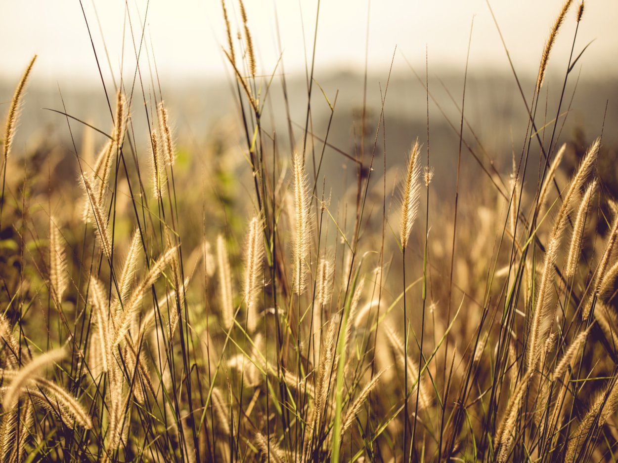 Дикорастущая рожь