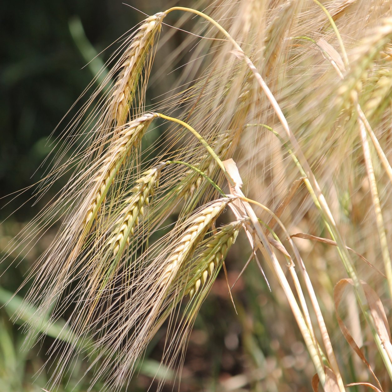 Яровой ячмень Ратник