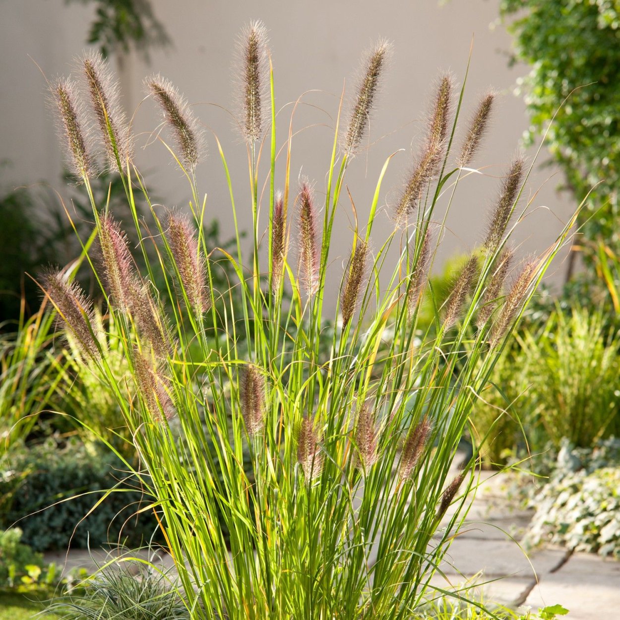 Пеннисетум Алопекуроидес