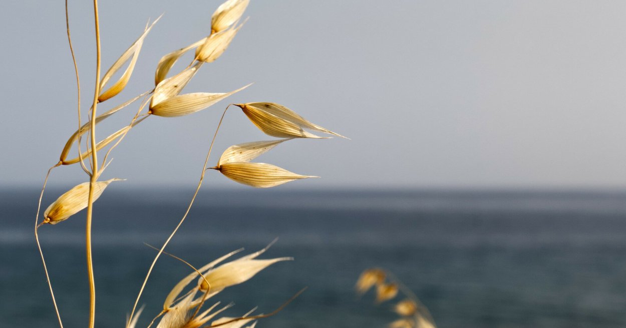 Овёс Минимализм