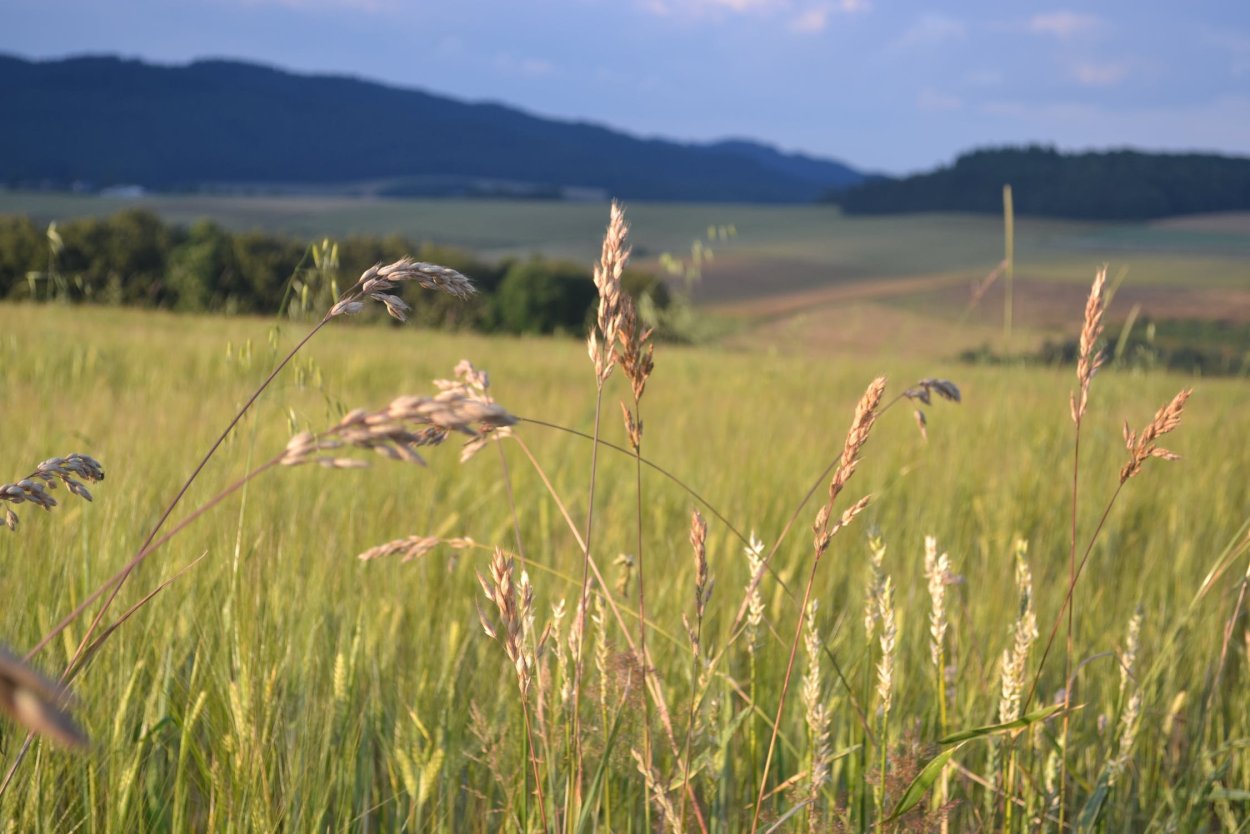 Поля пшеницы в Хакасии