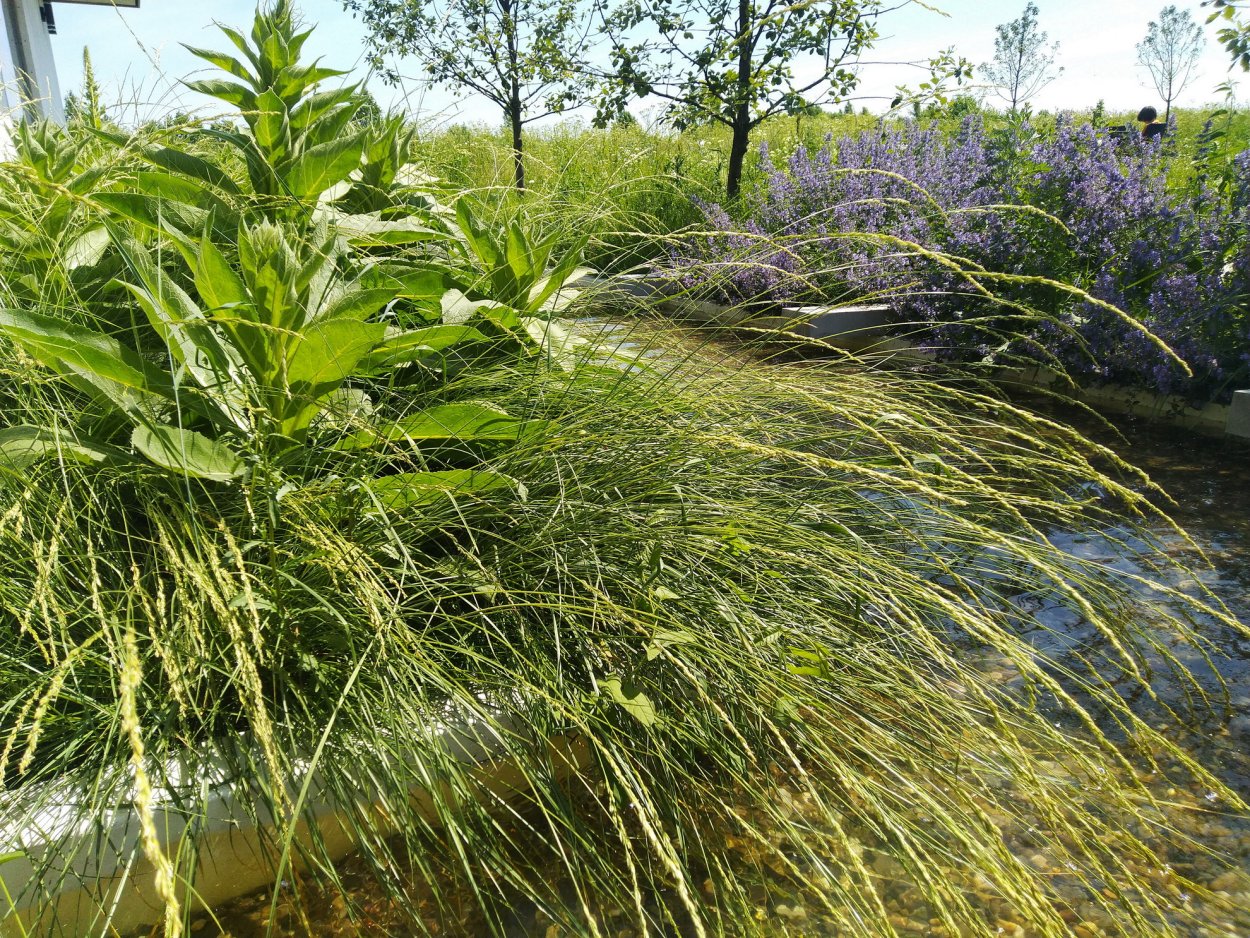 Дикорастущие злаки Омской области