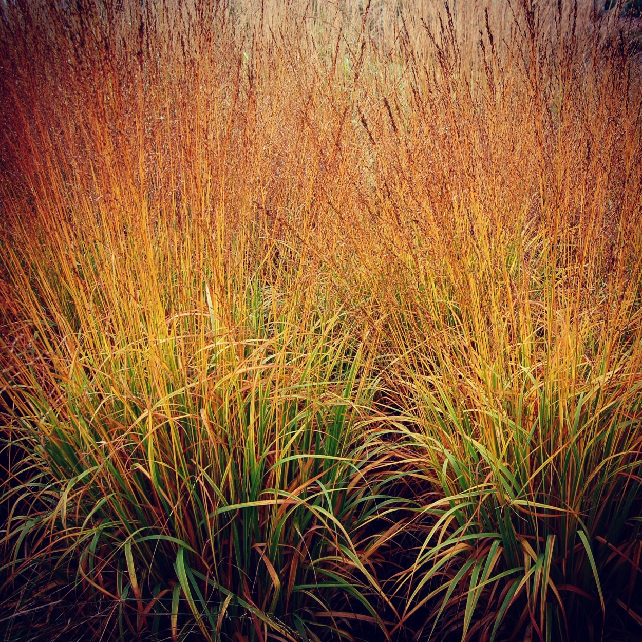 Молиния голубая мурфламм