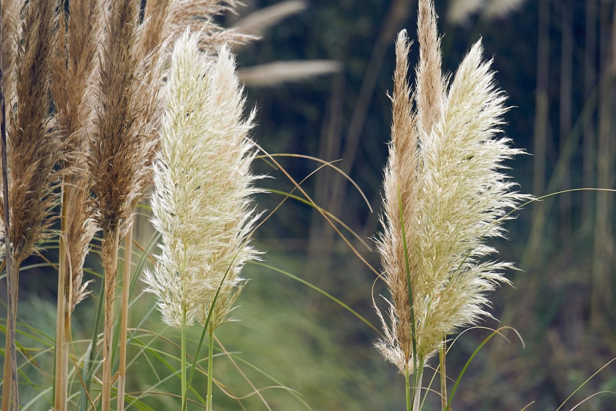 Злаковые луговые Вейник тростниковый