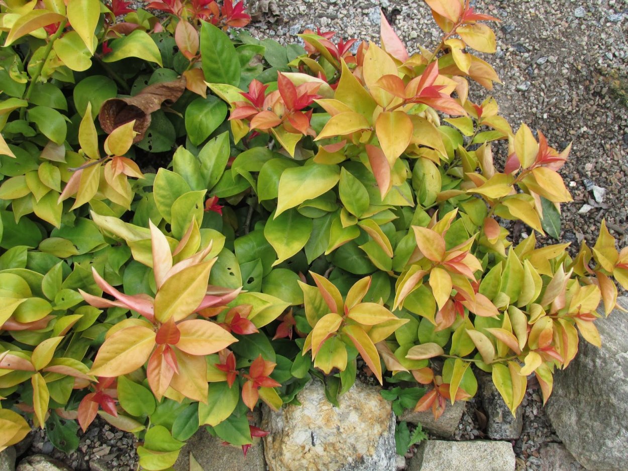 Переския Годсеффа штамб