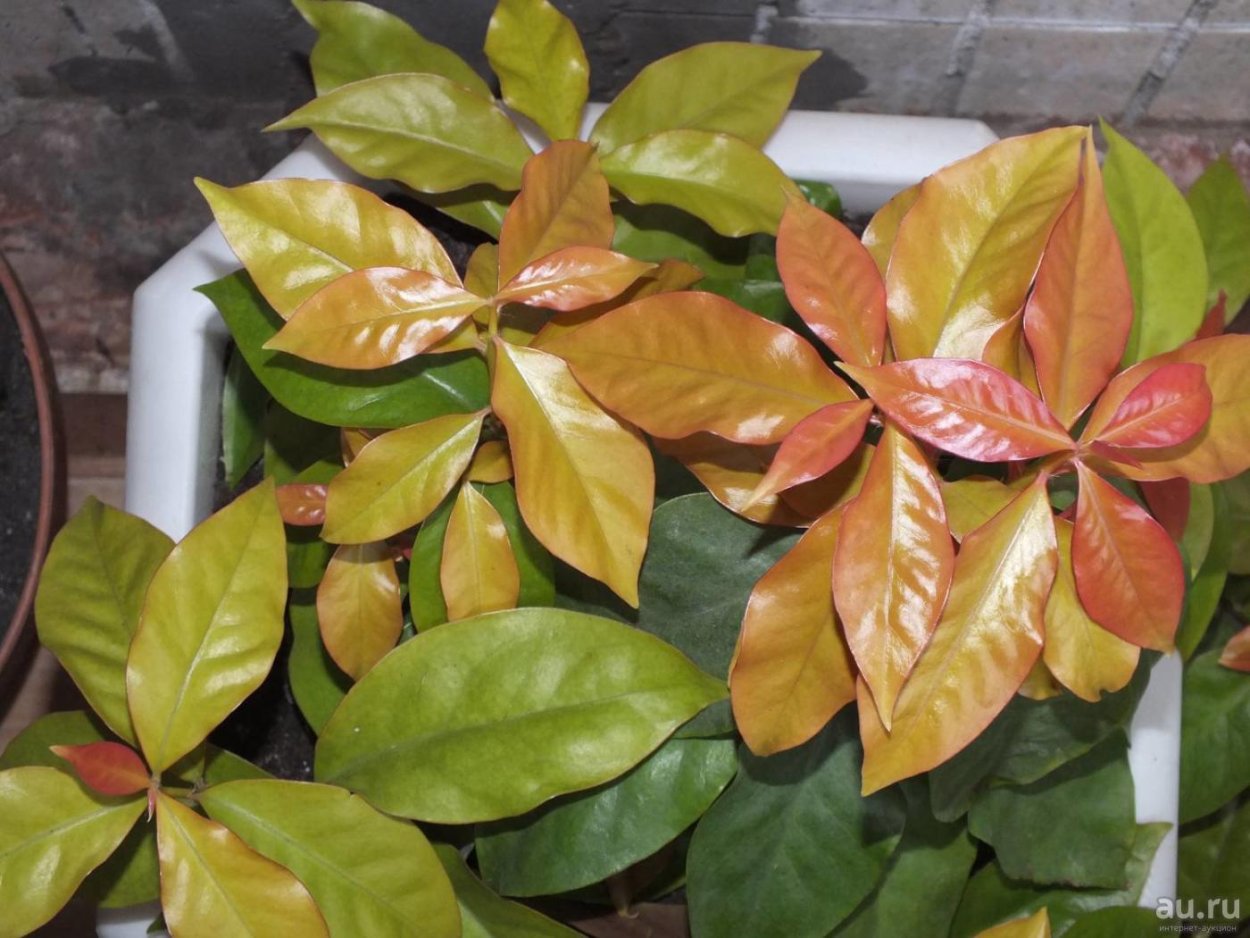 Переския Годсеффа