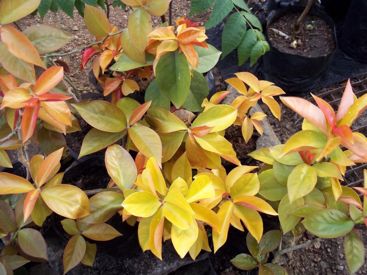 Переския вариегатная