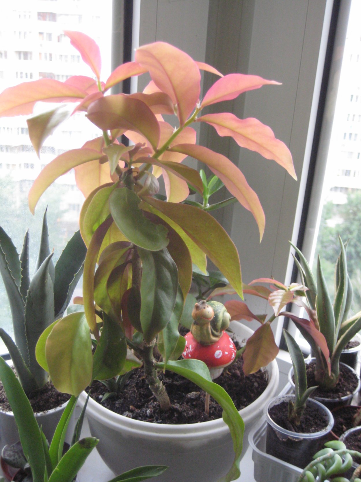 Переския шиповатая Годсеффа