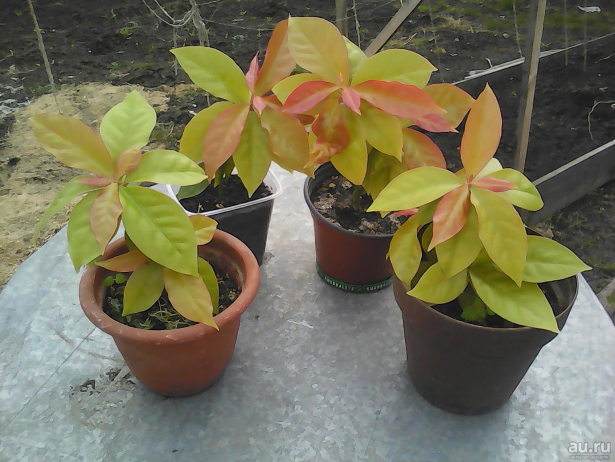 Переския Годсеффа