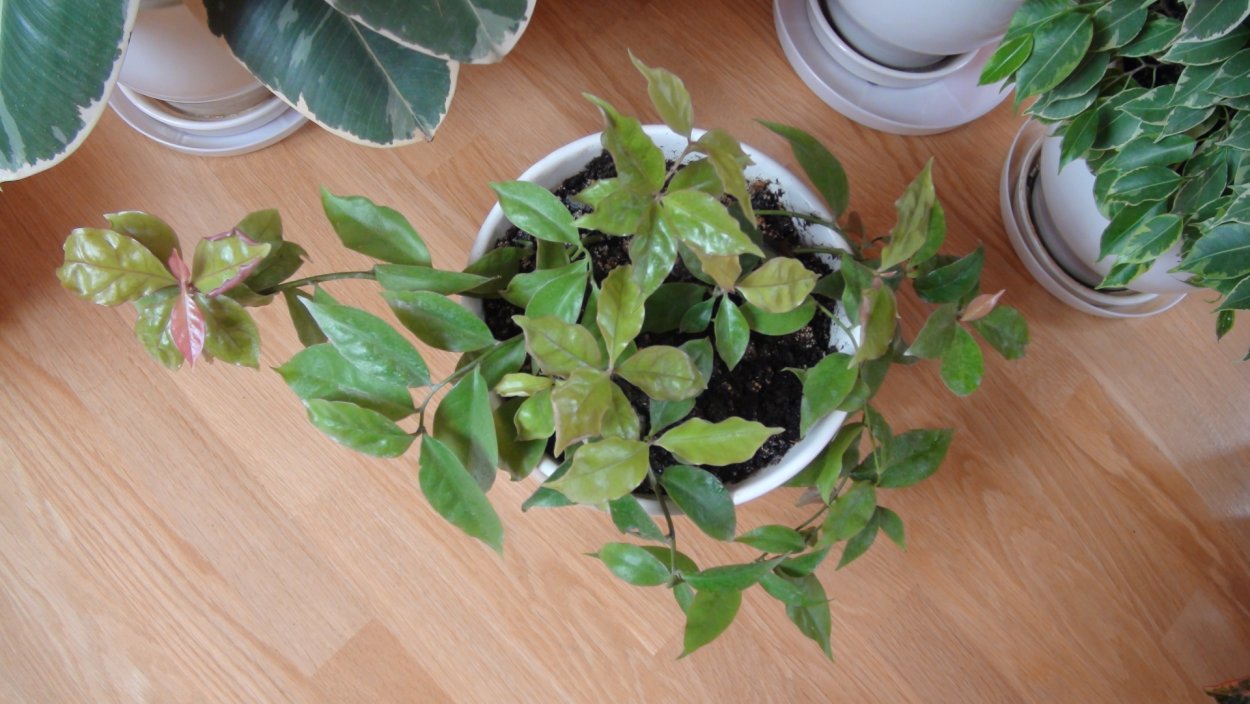 Переския листья м елких точках