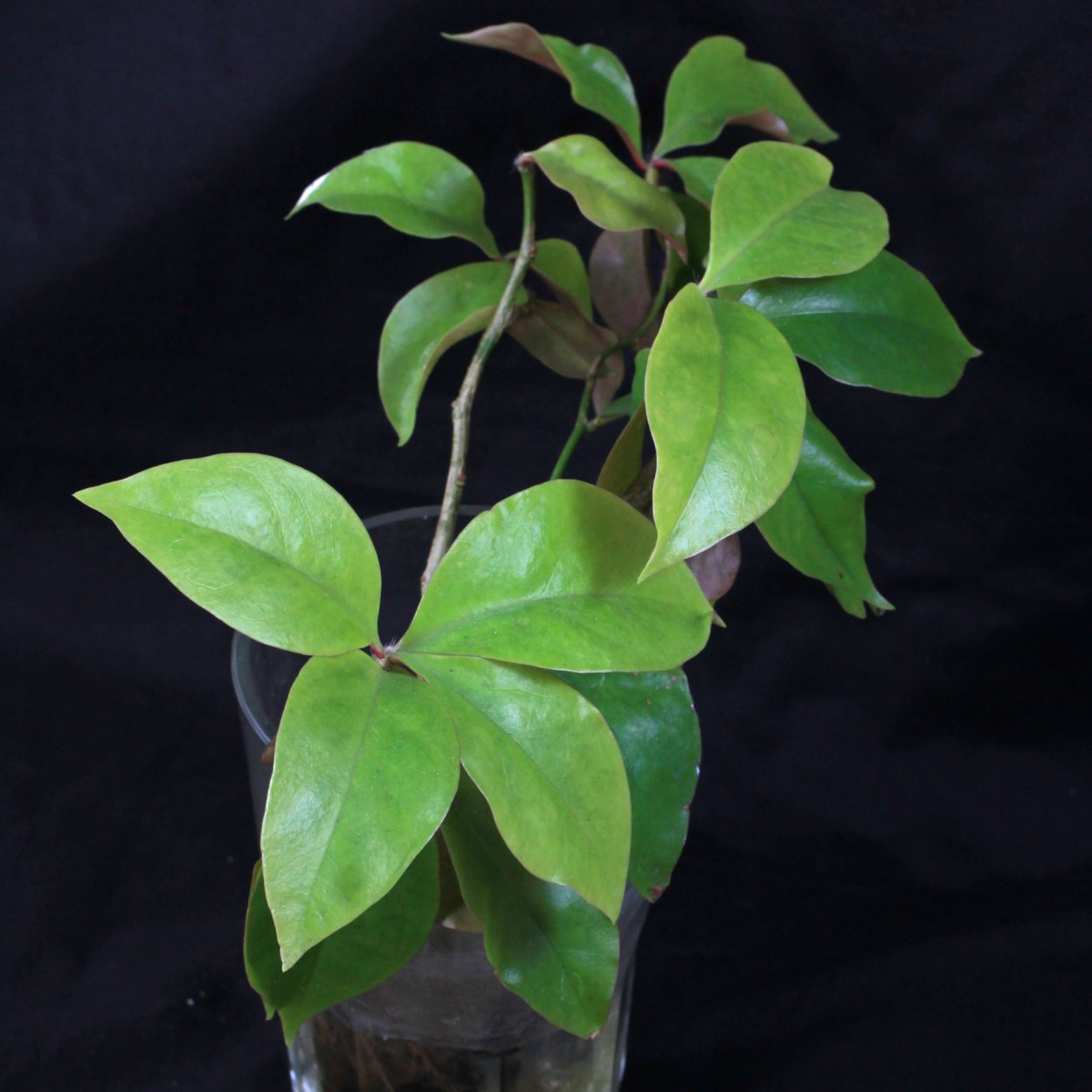 Переския цветок комнатный