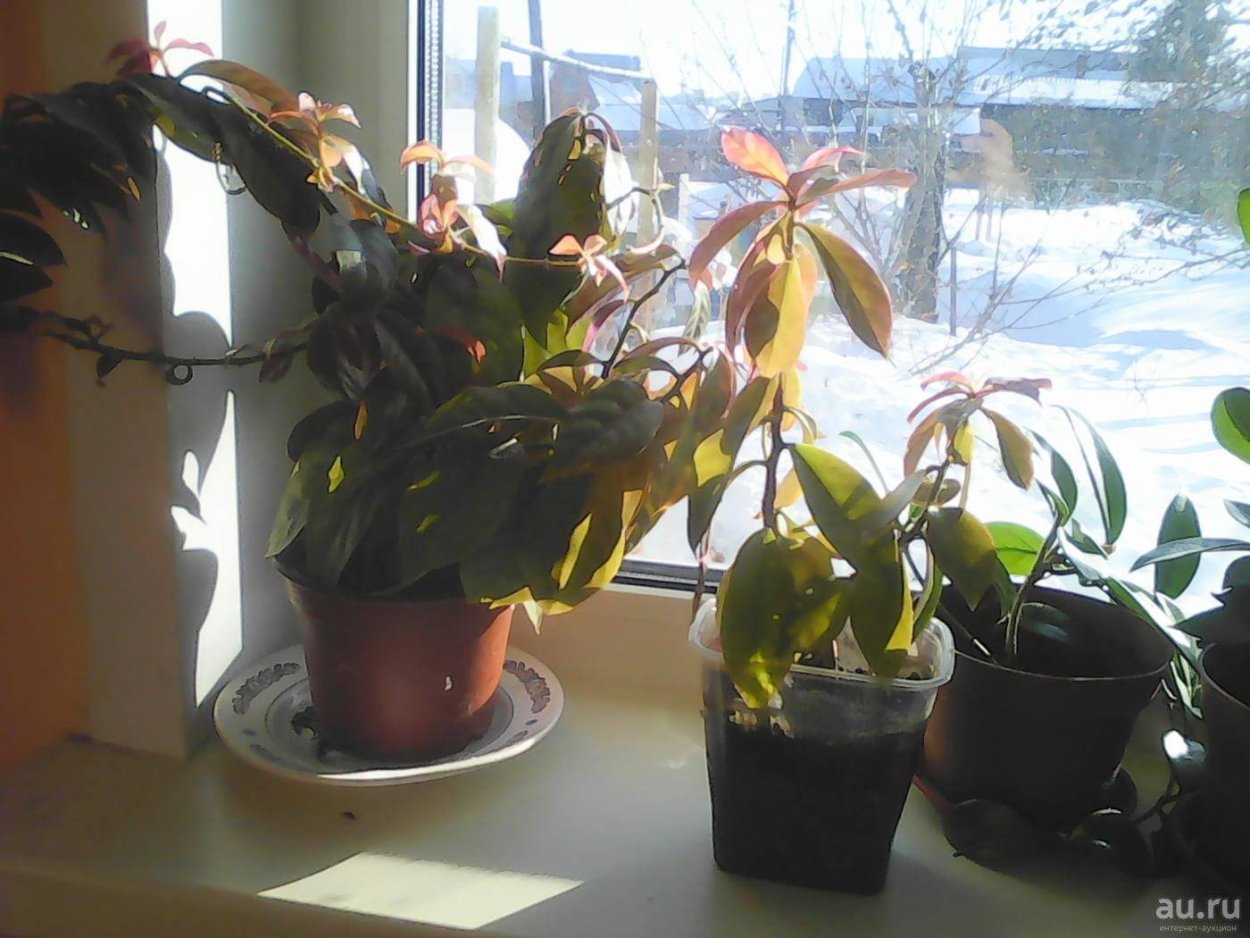 Переския цветок комнатный