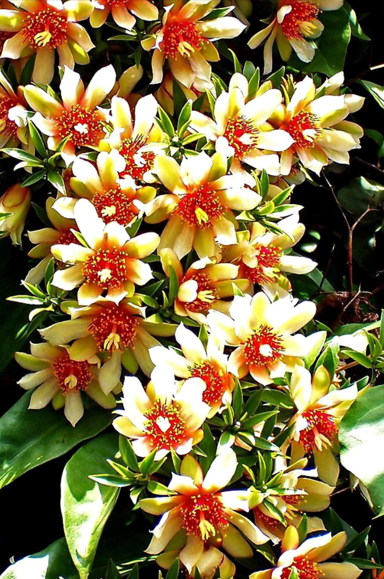 Переския акулеата