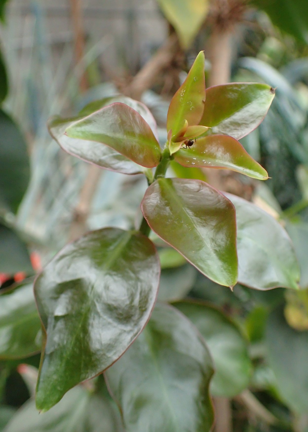 Переския метаморфоз