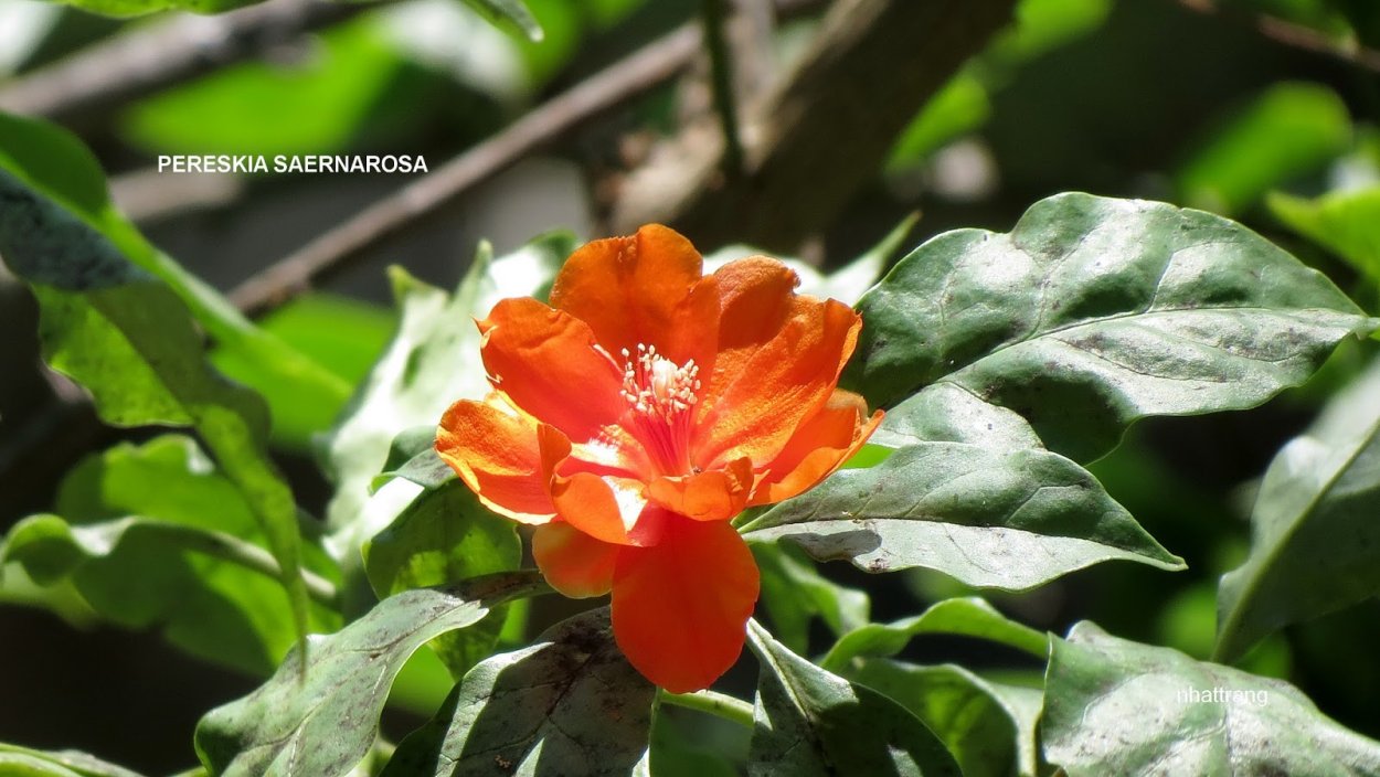 Переския шиповатая