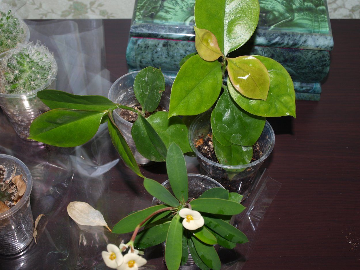 Переския шиповатая в горшке