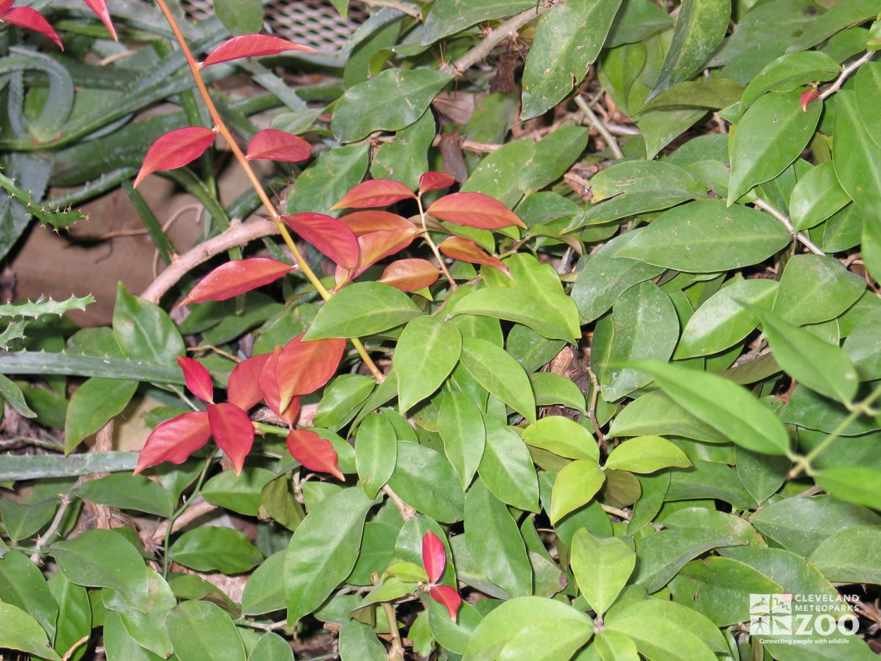 Переския Лиана