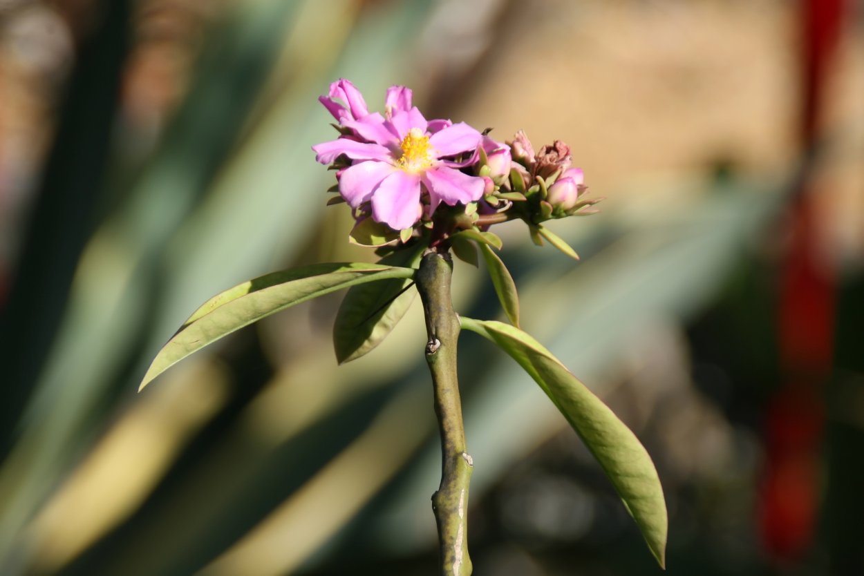 Переския фикус
