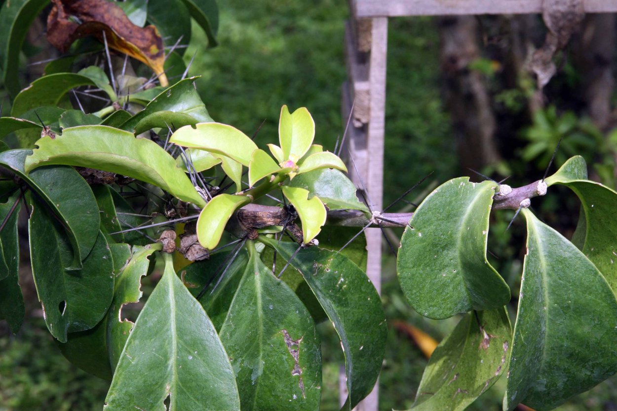 Переския крупнолистная