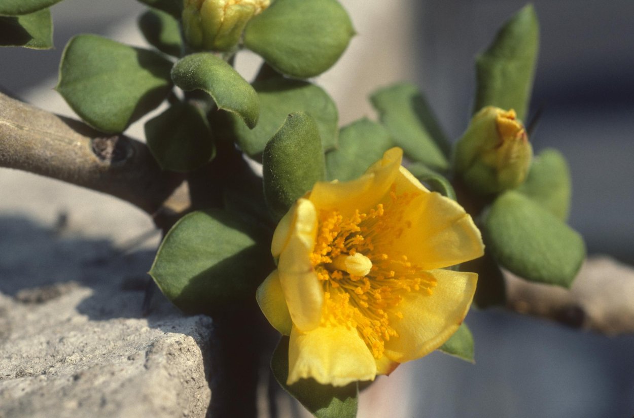 Переския лихнисоцветковая