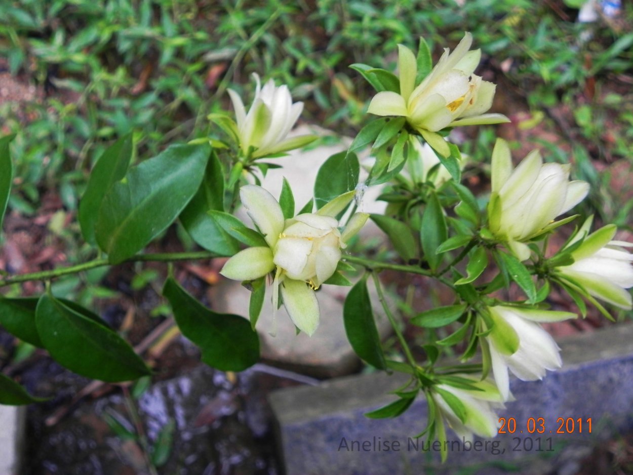 Переския шиповатая начало цветения