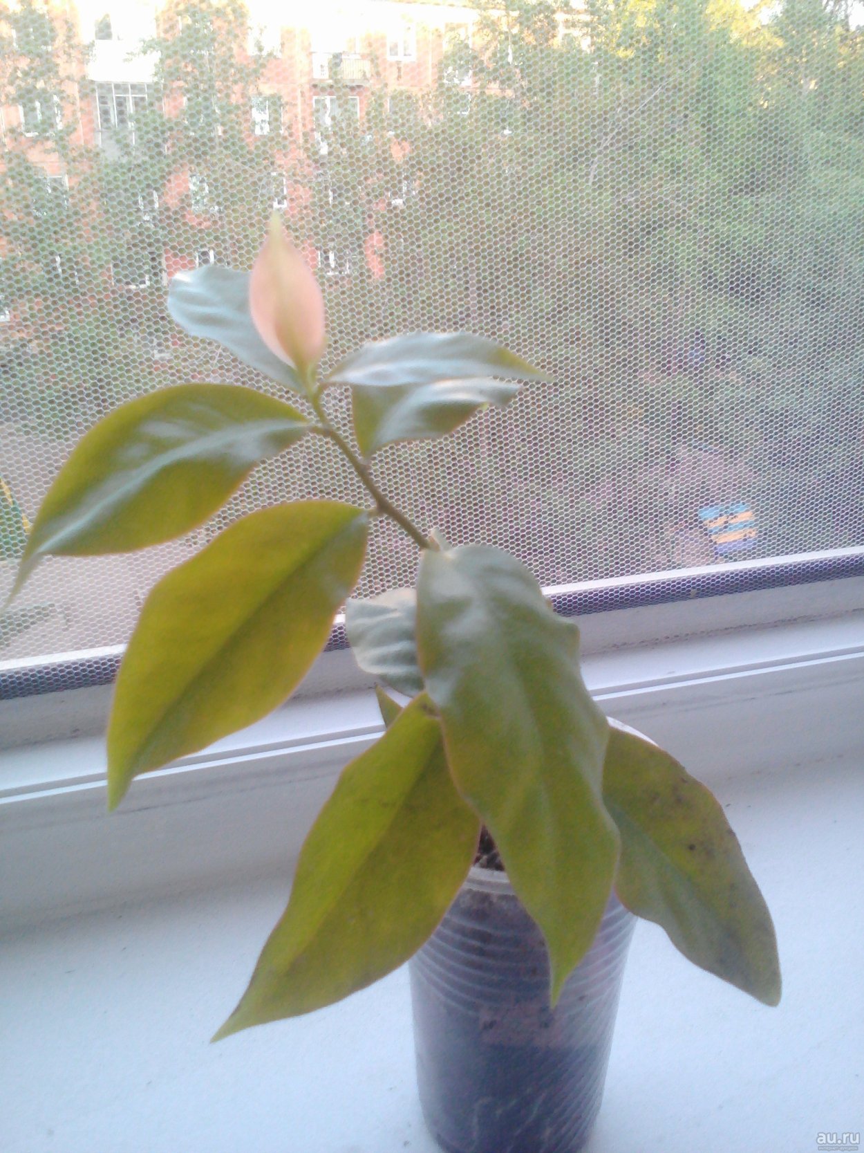 Переския Годсеффа