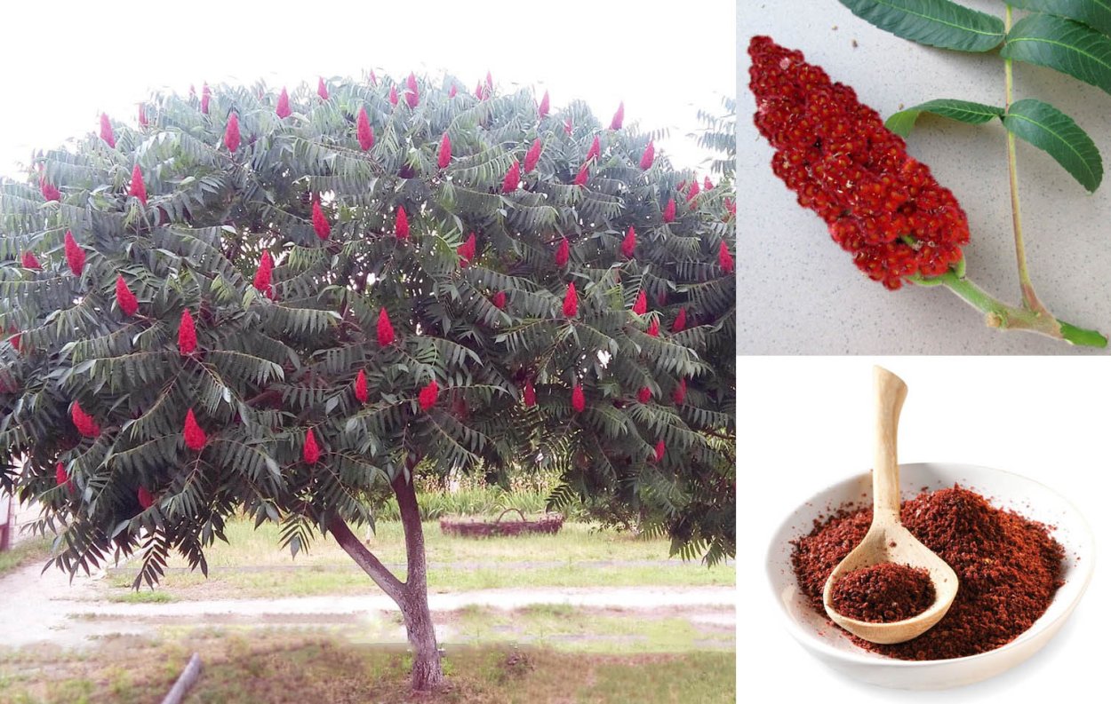 Сумах уксусное дерево