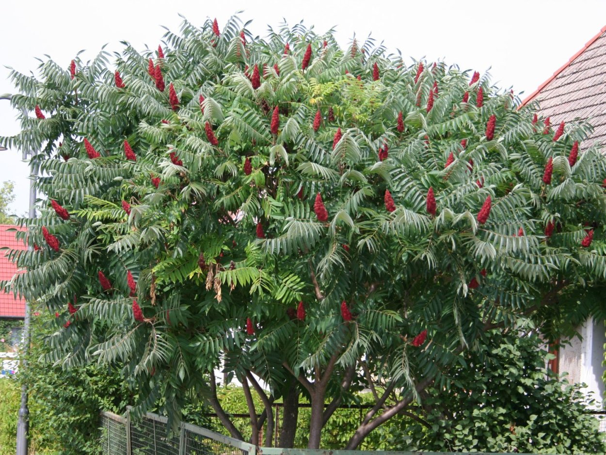 Сумах оленерогий уксусное дерево