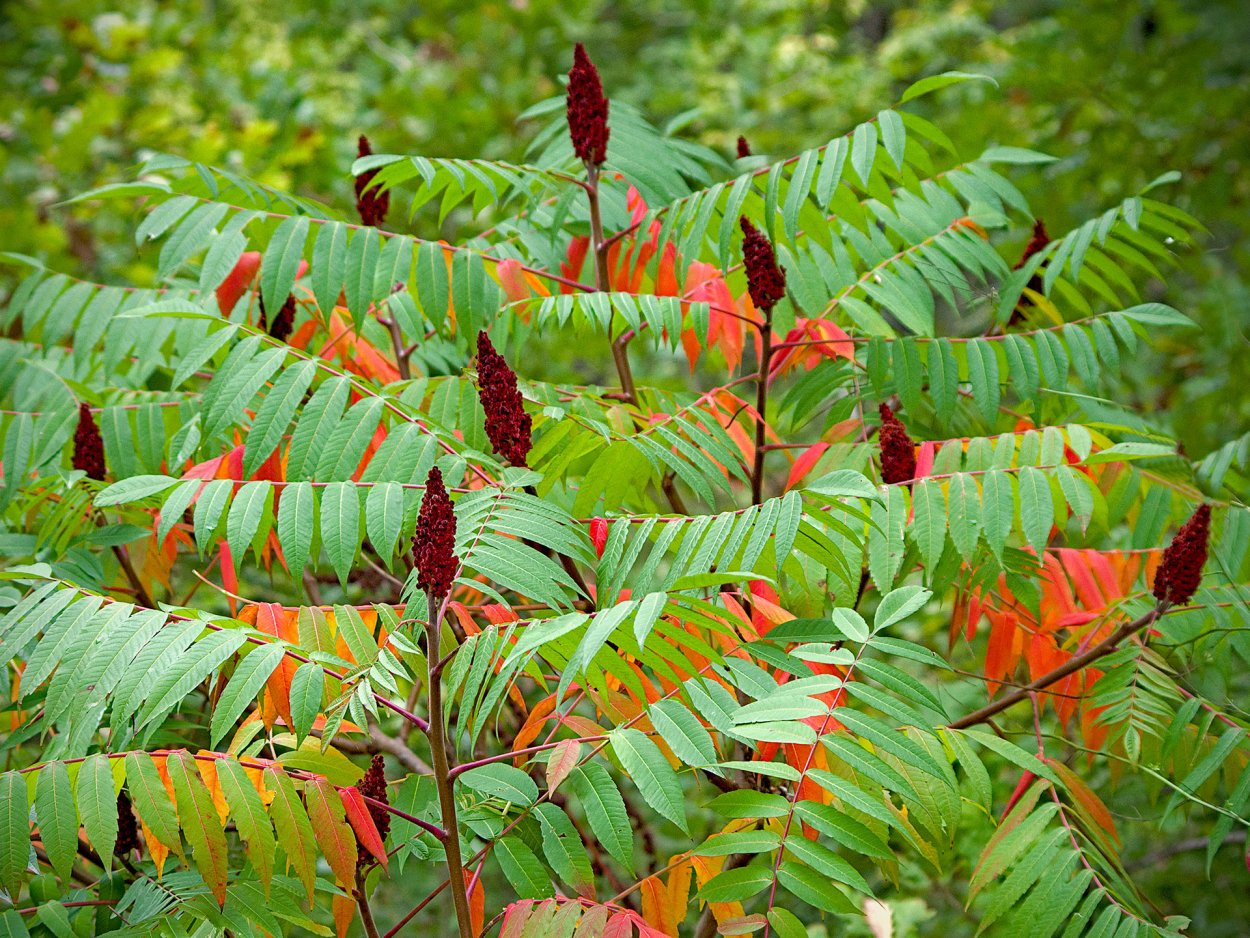 Сумах пушистый оленерогий уксусное дерево