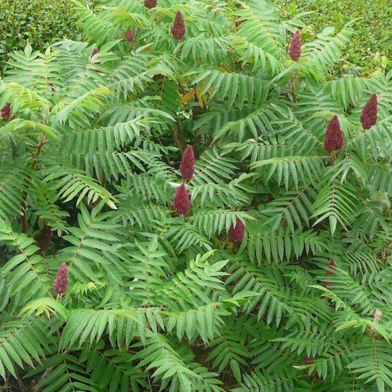 Сумах оленерогий Rhus typhina