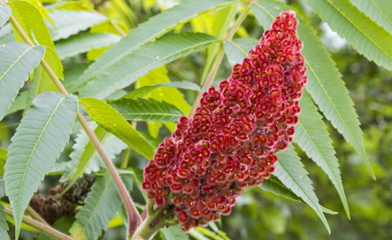 Сумак недир