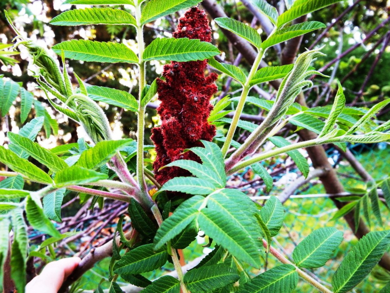 Сумах черенкование