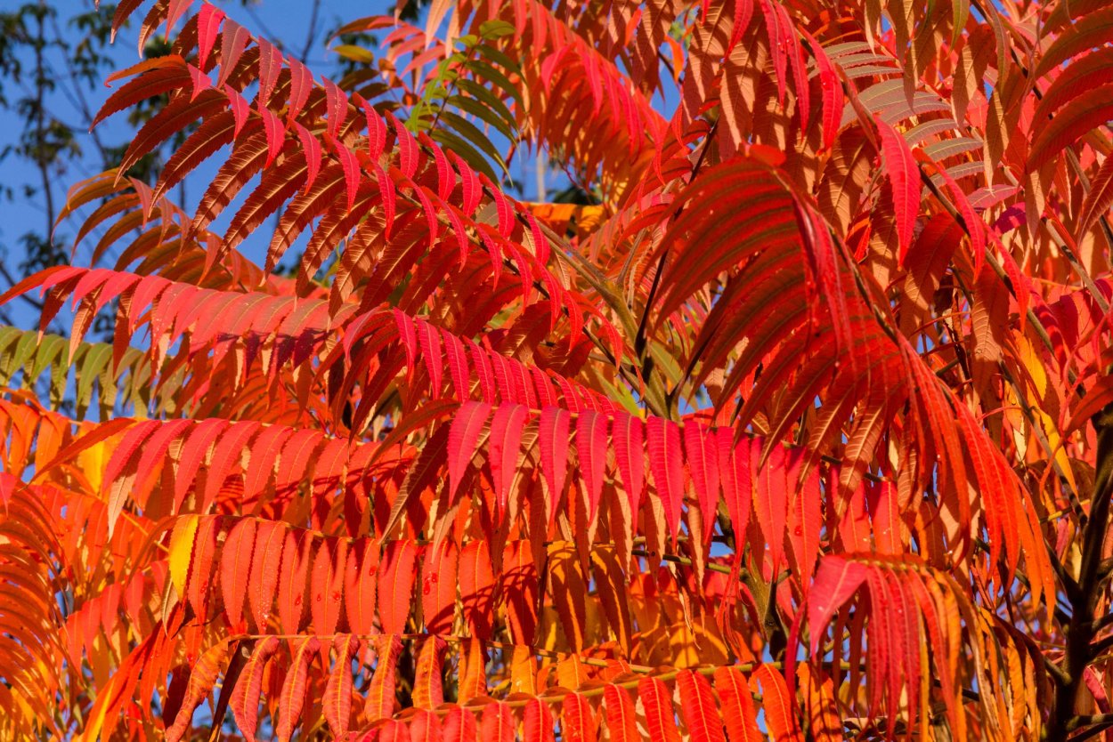 Сумаховые растения