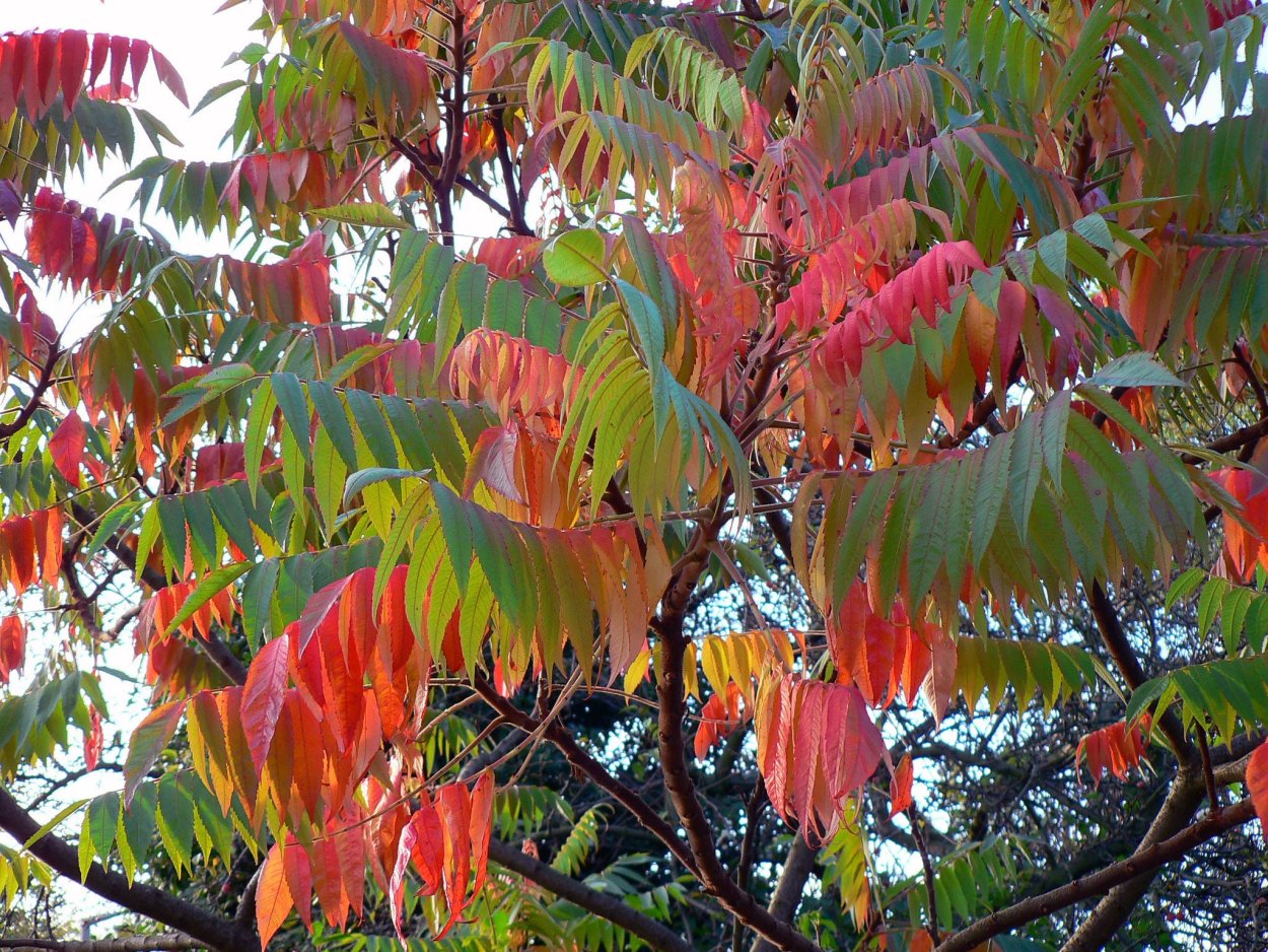 Сумаховое дерево