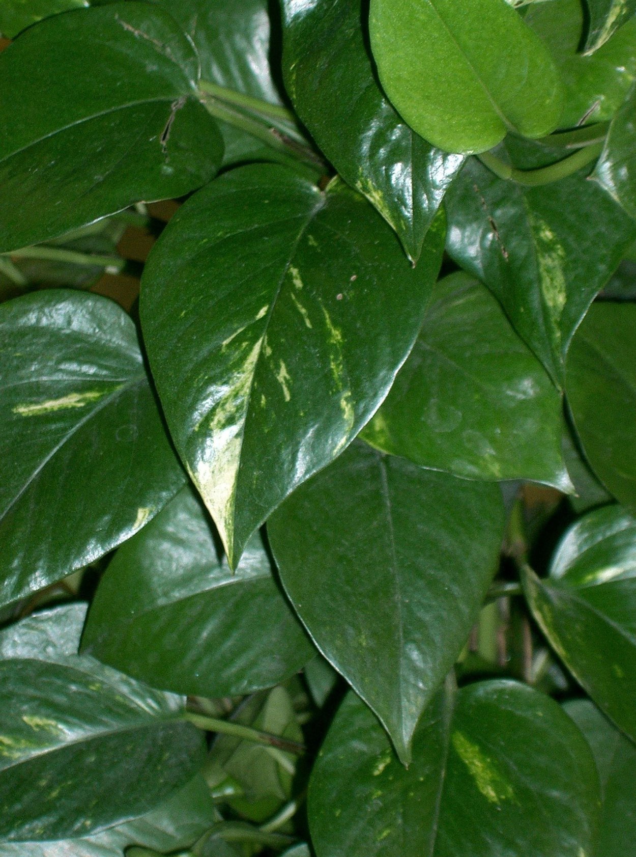 Лиана Эпипремнум