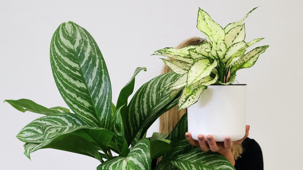 Аглаонема Король Сиама