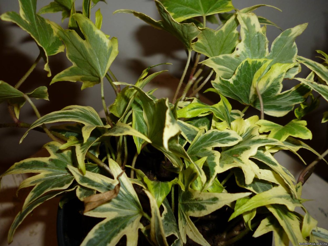 Бегония крупнолистная мужегон