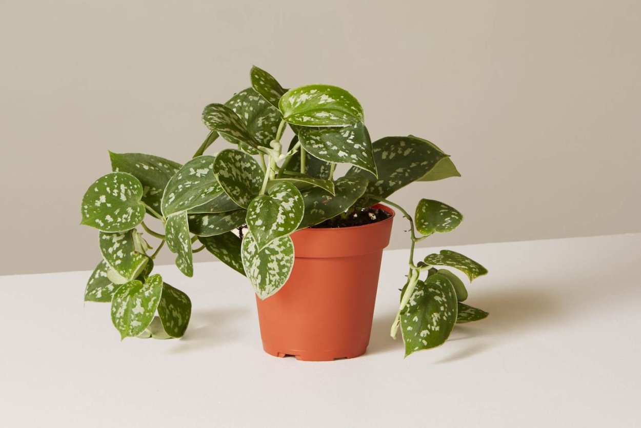 Сциндапсус pictus