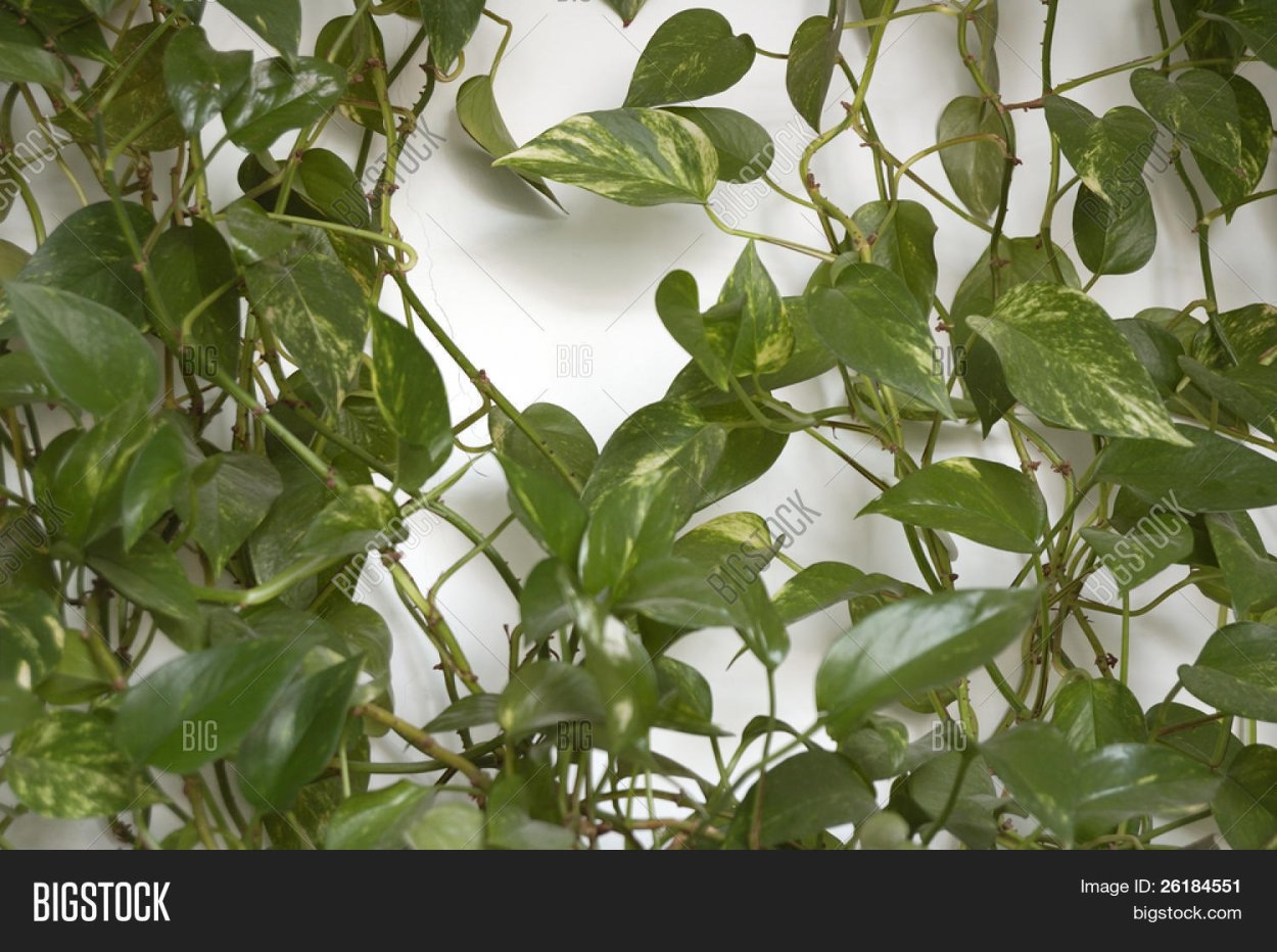 Плющ мужегон цветок