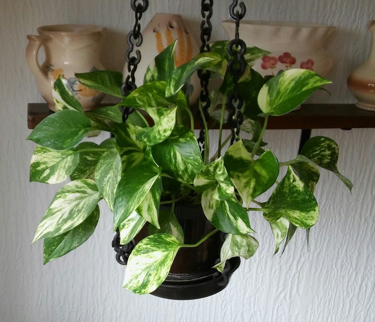 Эпипремнум Эмеральд